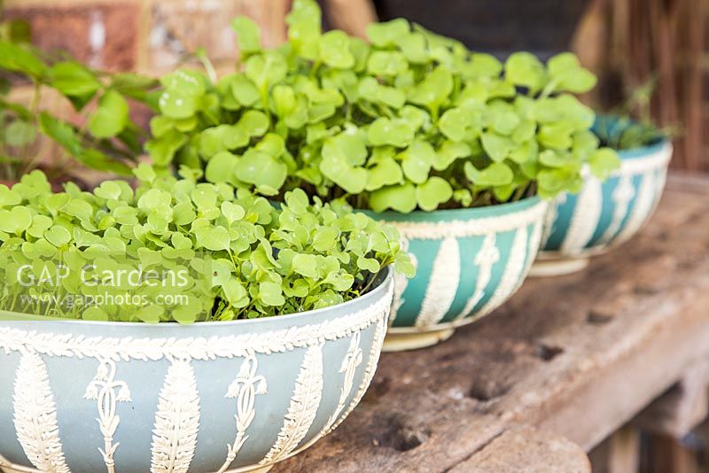 Step by Step - Growth development of Split peas (Pisum sativum), Microgreen herbs and Radish 'French Breakfast'