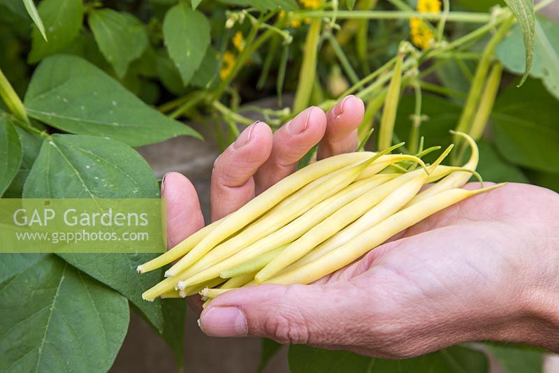 Step by Step - Harvesting dwarf bean 'Concador'. (Container includes Blackcurrant sage, Variegated ginger mint, Red veined sorrel, Indian mint, Lime mint, Fuchsia 'Upright Blackie', Sanvitalia 'Sunny Trailing', Salvia officinalis Purpurascens, Ornamental Millet F1 'Purple Baron and Catananche caerulea)