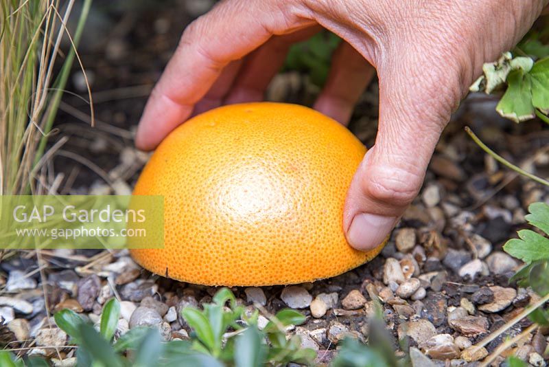 Step by Step - Creating a slug trap using a Grapefruit