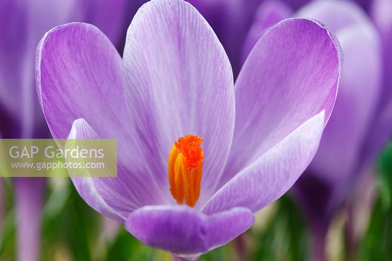 Crocus 'Queen of the Blues' 