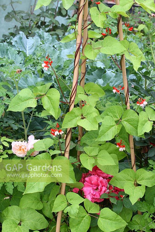 Phaseolus coccineus and Rosa - Runner beans climbing up a wigwam with surrounding roses