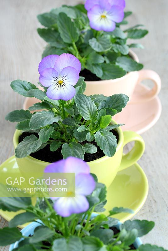 Viola 'Purple Wing' in vintage teacups