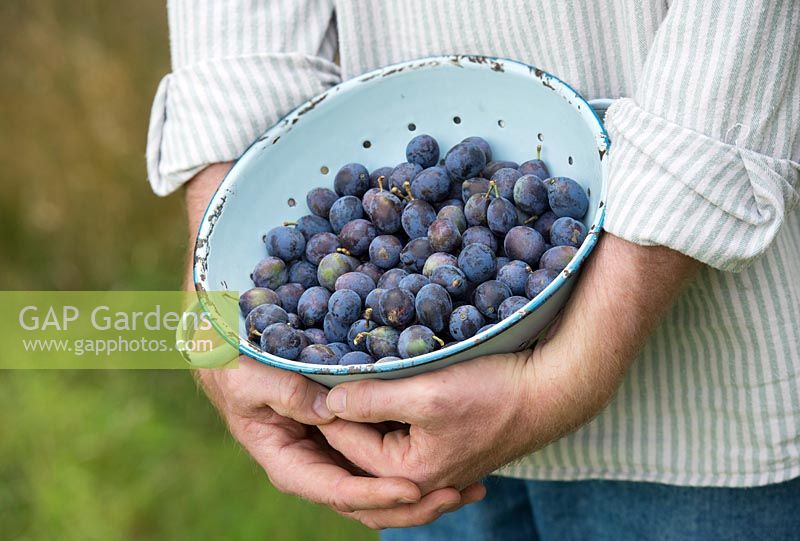 Prunus insititia 'Farleigh' - Gardener holding harvested Damson fruit in a colander 