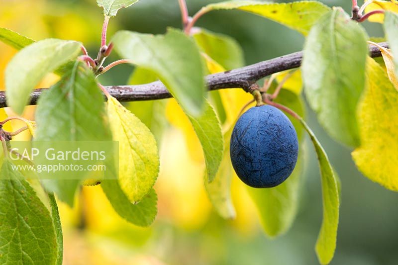 Prunus insititia Farleigh - Damson fruit on the tree