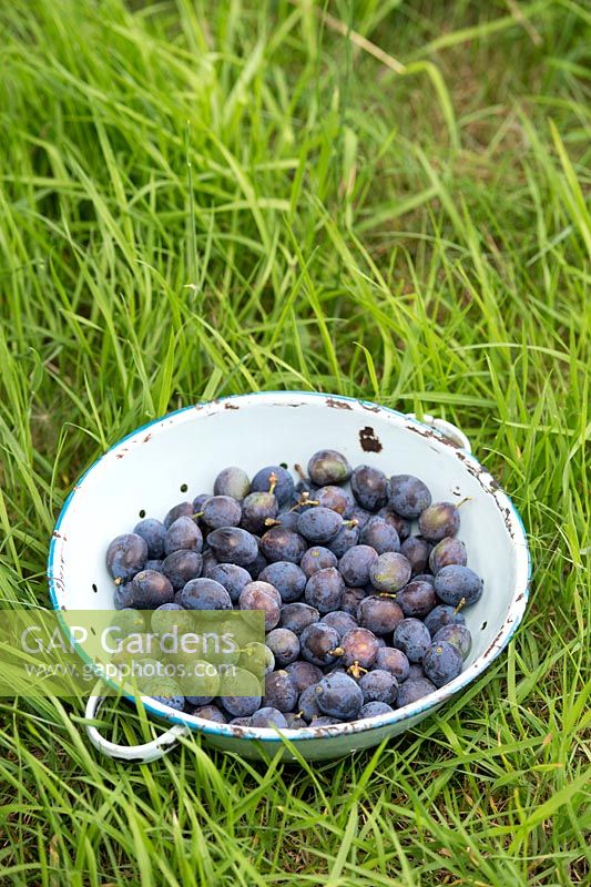 Prunus insititia Farleigh - Harvested Damson fruit in a colander