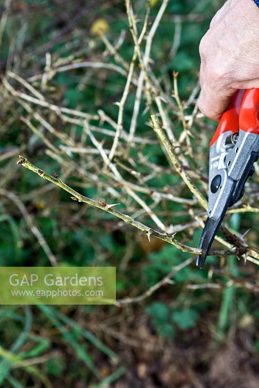 Pruning a gooseberry bush - prune the current season's growth which arises from the side-stems down to two buds