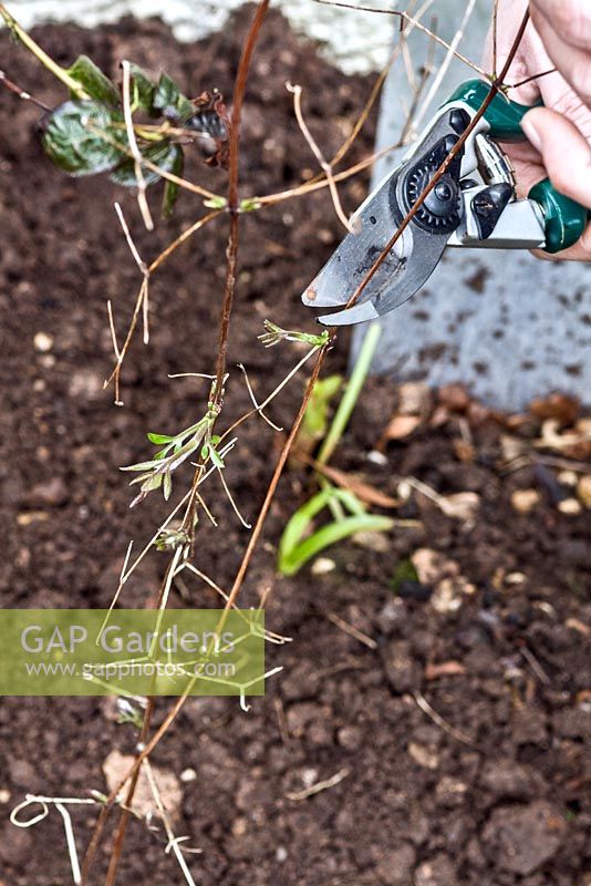 Planting a clematis against an existing shrub - remove ties and canes and prune stems to 30cm from main shoots