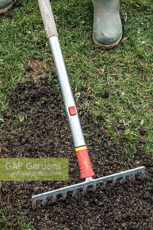 Repairing a damaged lawn - tread and rake