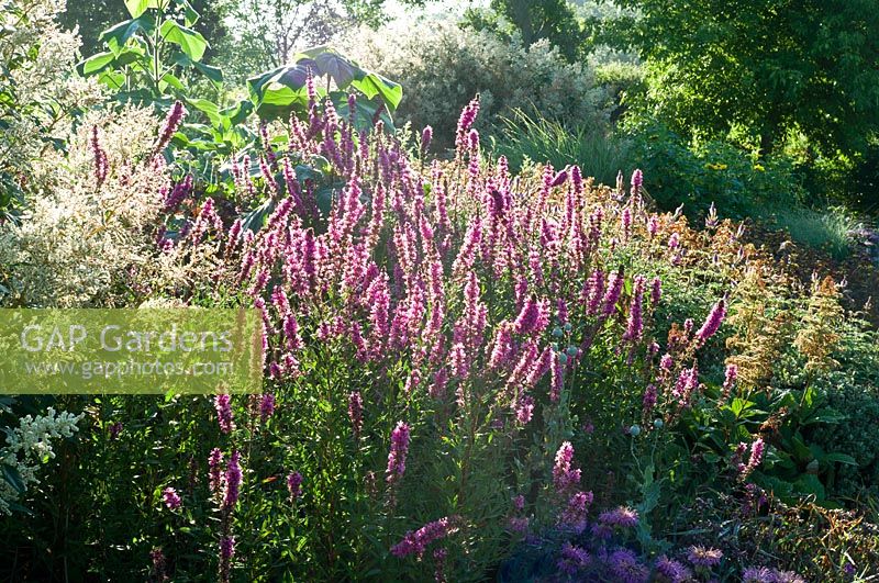 Lythrum salicaria 'Lady Sackville' and Monarda monthifolia - Merriments Gardens, East Sussex