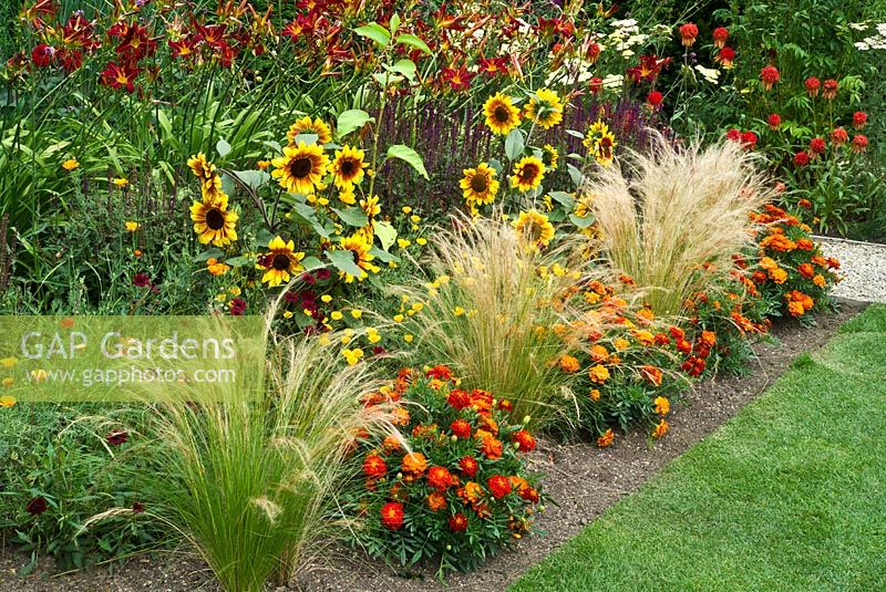 Tagetes Boy Series, Stipa tenuissima, Sunflower 'Solus Splash' and Hemerocallis 'Stafford'. Merriments Gardens, Hurst Green, East Sussex.