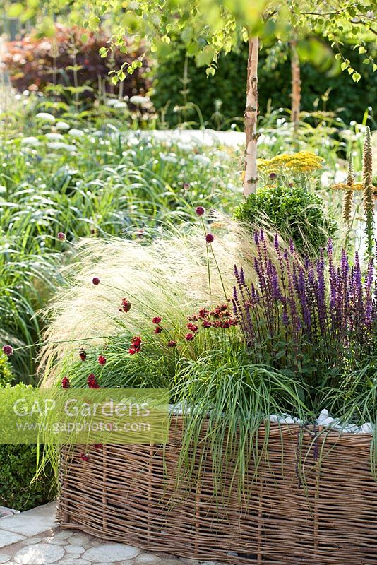 Contemporary garden with patio and borders includes Betula Nigra River Birch, Dianthus Cruentus, Stipa tenuissima, Buxus sempervirens, Allium Sphaerocephalon, Achillea Moonshine, Stipa arund, Digitalis Parviflora Milk Chocolate, Salvia Mainacht. The QEF Garden For Joy. 