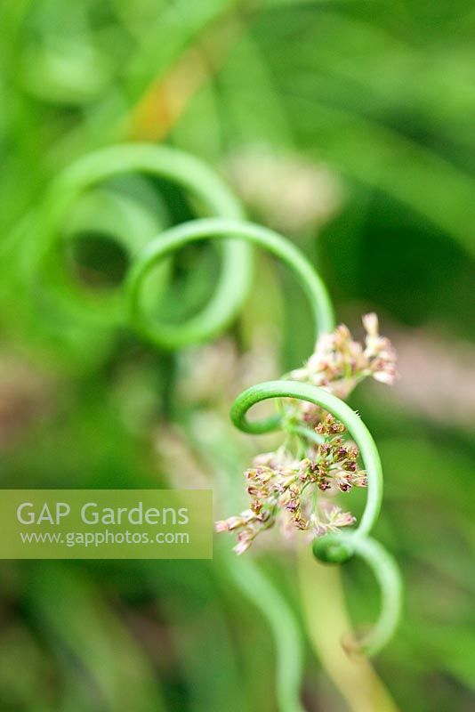 Juncus effusus 'Spiralis'