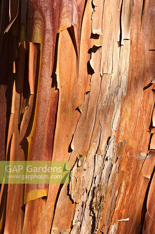 Bark of Arbutus x andrachnoides - Strawberry Tree in winter