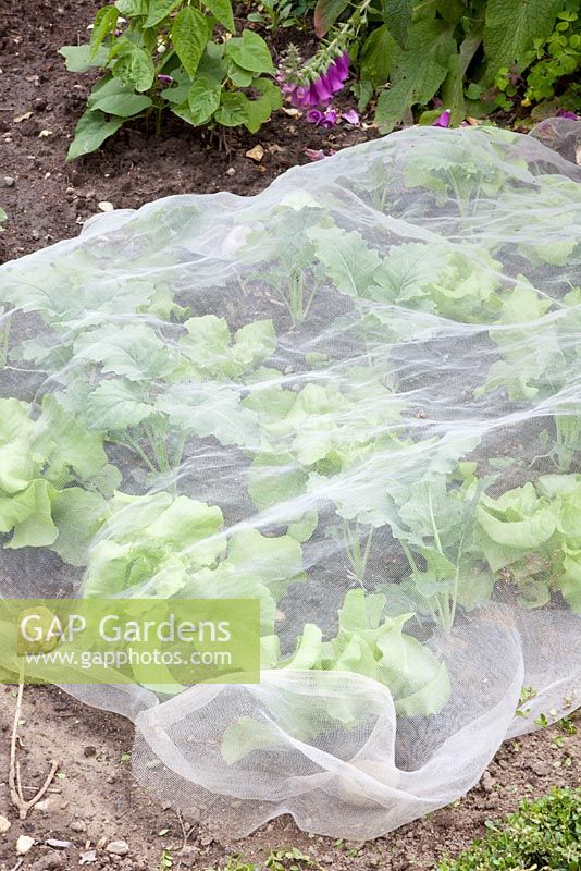 Protective net over freshly planted lettuce and kohlrabi - Brassica oleracea and Lactuca sativa