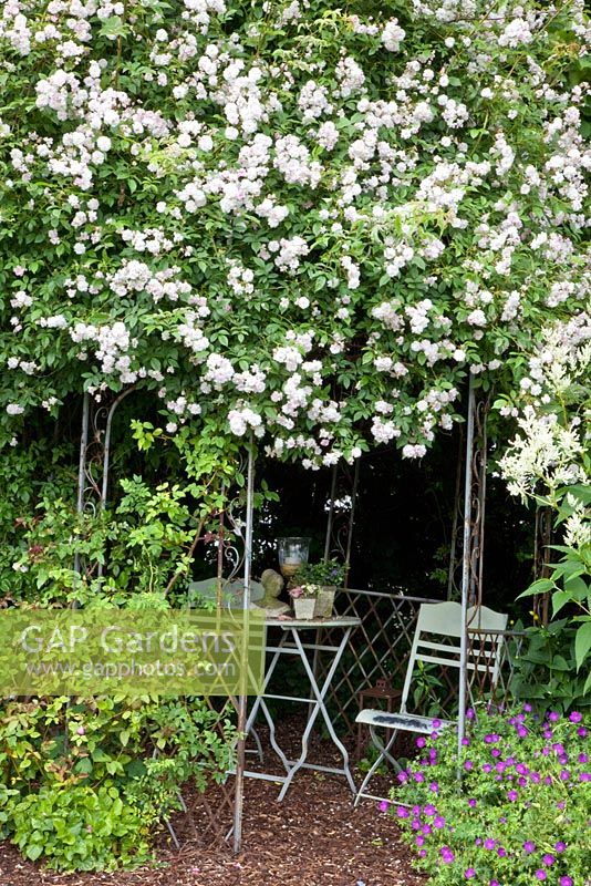 Arbour with rambling rose - Rosa 'Paul's Himalayan Musk' 