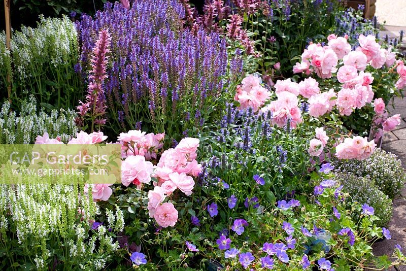 Rosa 'Bonica', Salvia nemorosa 'Schneehügel', Salvia nemorosa 'Blauhügel' and Geranium 'Rozanne'