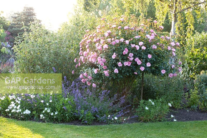 Rosa 'Bonica', Nepeta and Oenothera 'Siskiyou'