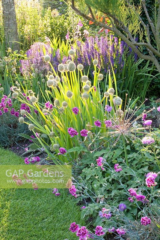 Dianthus plumarius 'Laced Monarch', Salvia nemorosa and Allium fistulosum