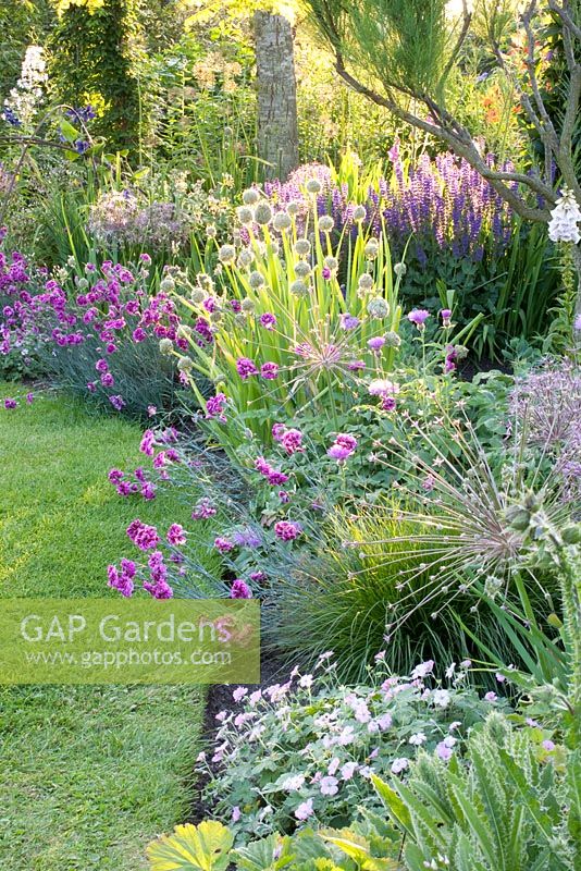 Dianthus plumarius 'Laced Monarch', Salvia nemorosa, Allium fistulosum and Allium schubertii