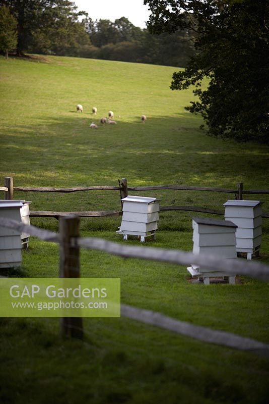 Country view with Beehives in foreground and grazing sheep in distance.