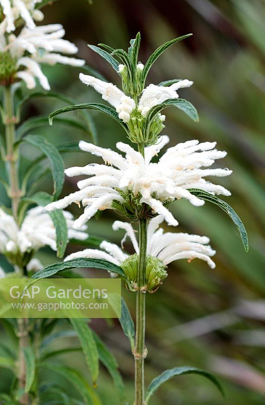 Leonotis leonurus (Wild Dagga or Lion's Ear) - Mint Family, Kirstenbosch Botanitical Garden, Cape Town, South Africa