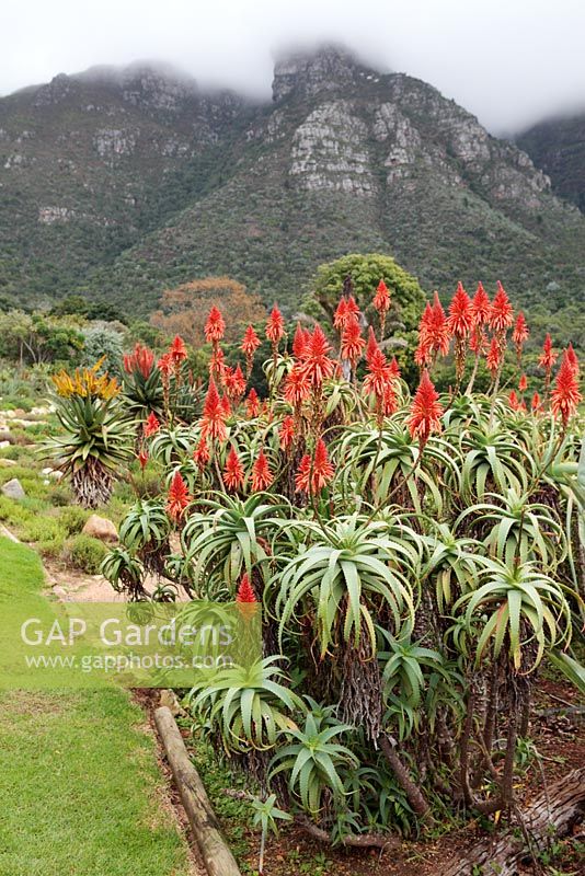 Aloe Aborescens - Krantz Aloe, Kirstenbosch National Botanical Garden, Cape Town, South Africa