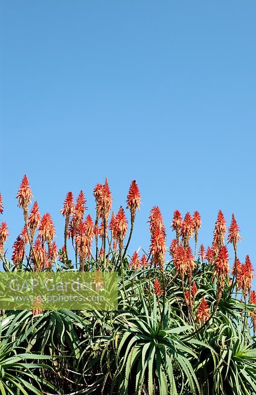 Aloe Aborescens - Krantz Aloe, Cape Town, South Africa