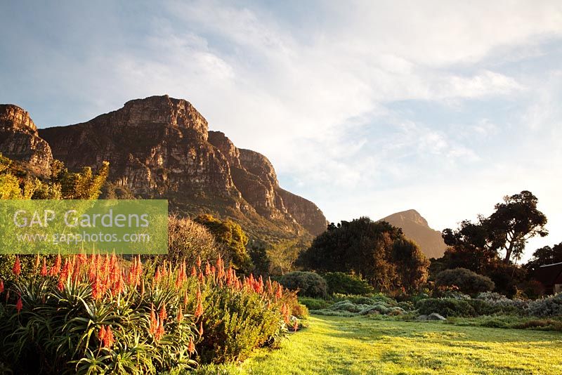 Aloe Aborescens - Krantz Aloe with Table Mountain, Kirstenbosch National Botanical Garden, Cape Town, South Africa
