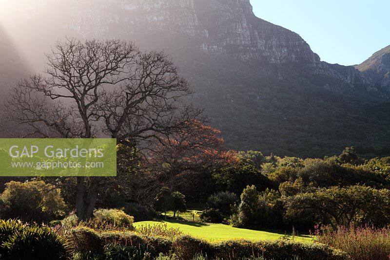 Winter scene of English Oak (Quercus robur) with sun rays and table mountain, Kirstenbosch National Botanical Garden, Cape Town, South Africa