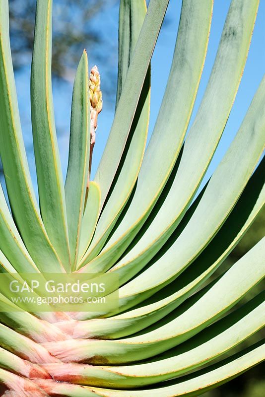 Aloe plicatilis - Fan Aloe, Cape Town, South Africa