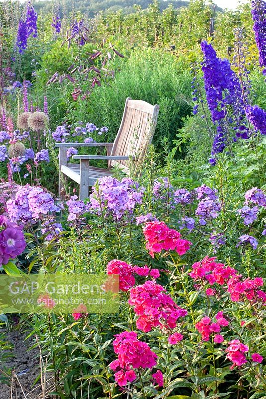 Wooden bench in border planted with Phlox paniculata 'Lilac Time', Phlox paniculata 'Grenadine Dream', Rosa and Delphinium 'Pagan Purples'