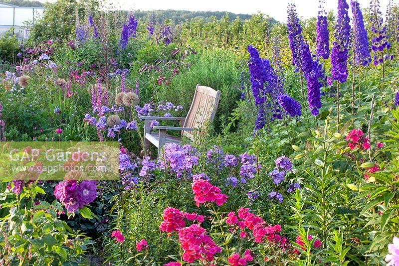 Wooden bench in border planted with Phlox paniculata 'Lilac Time', Phlox paniculata 'Grenadine Dream', Rosa and Delphinium 'Pagan Purples'
