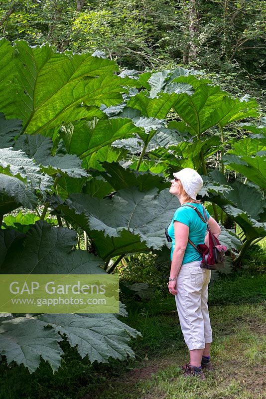 Woman looking at Gunnera Manicata, Giant Rhubarb
