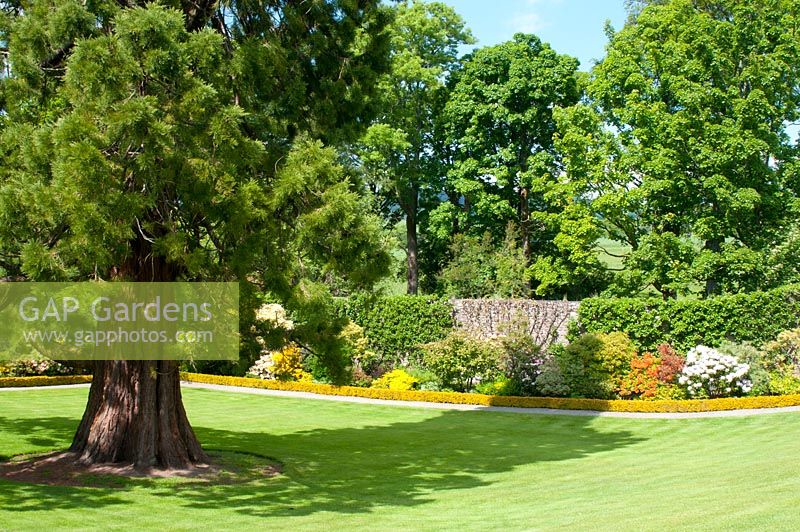 Sequoiadendron giganteum -  Wellingtonia in the walled garden at Geilston Garden - National Trust for Scotland