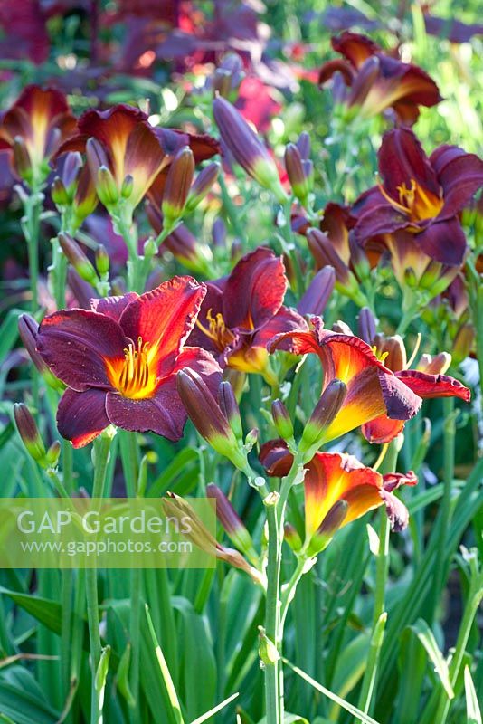 Hemerocallis 'Serena'