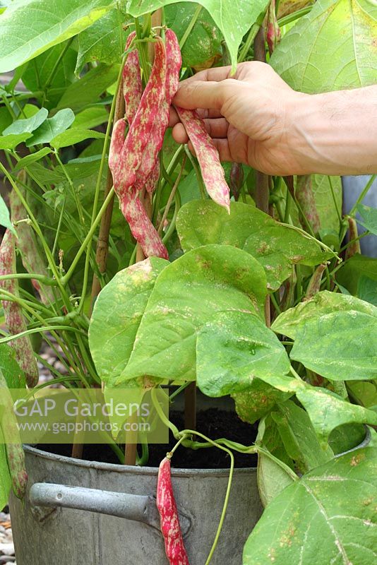 Harvesting Phaseolus vulgaris 'Borlotto Firetongue' grown in a galvanised container