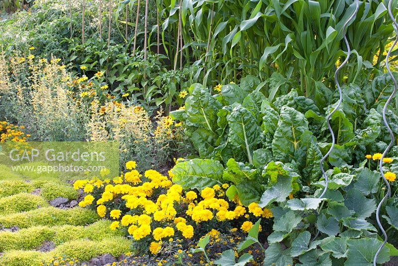 Mixed vegetable and flower bed with Zea mays, Beta vulgaris, Capsicum annuum, Tagetes patula Texana Yellow and Agastache barberi Lime Moss