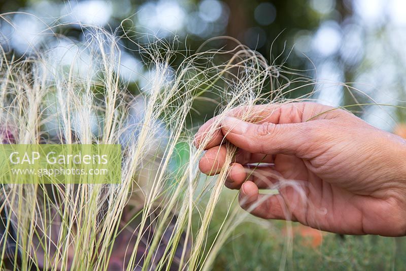 Woman feeling Stipa tenuissima - Ponytail Grass