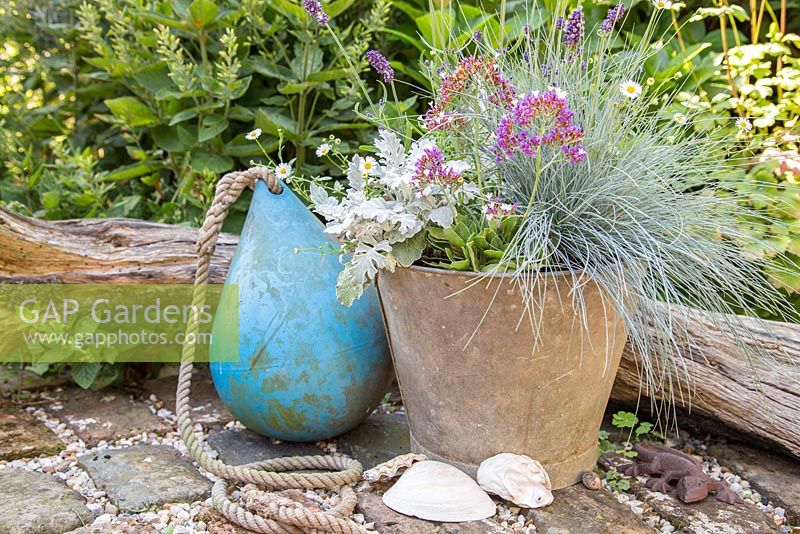 Seaside pot (Lavender 'Hidcote', Erigeron 'Profusion', Festuca, Cineraria and Limonium)
