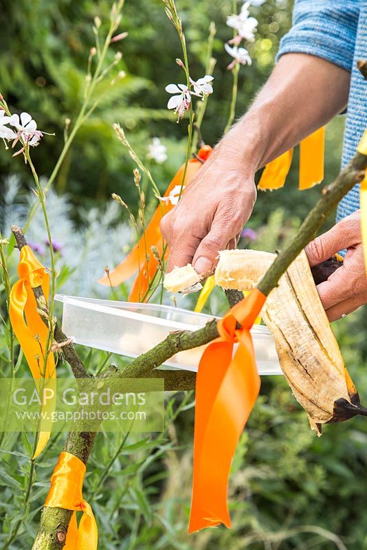 Step by Step - Making a butterfly feeder using ribbons, fruit and sugar water