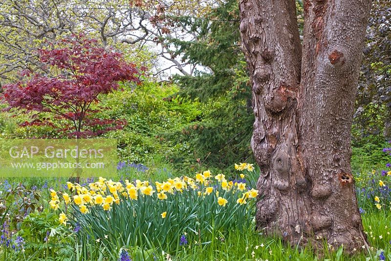 Arbutus menziesii, Narcissus cv, Acer palmatum cv in informal country woodland garden 