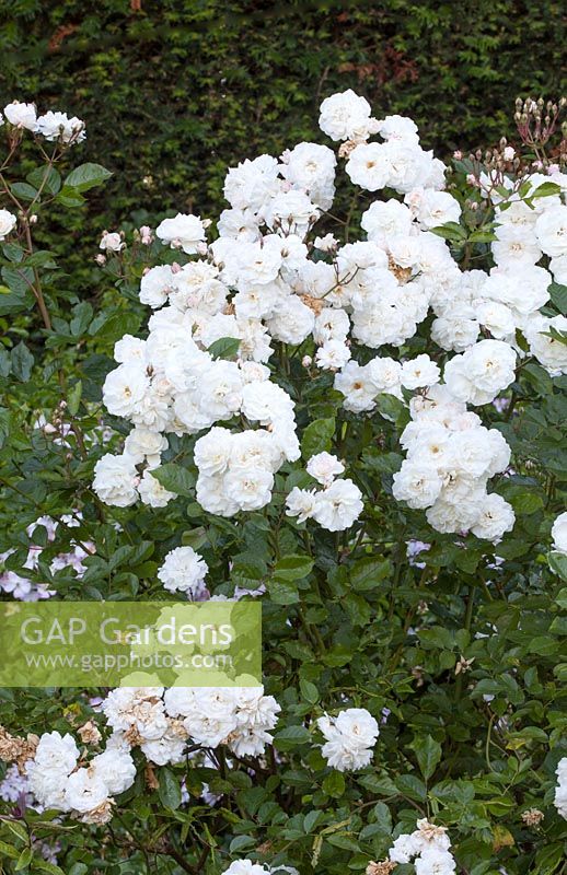 Rosa 'Prosperity' - Chateau du Rivau, Loire Valley, France, David Austin Roses, white border