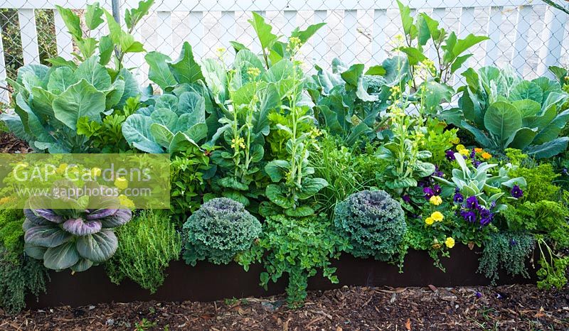Brassica, Thymus, Origanum, Viola, Petroselinum, Tagetes, Pepper and Cabbage in mixed border