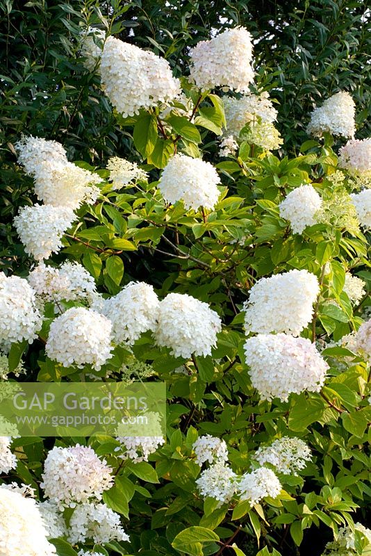 Hydrangea paniculata 'Limelight'