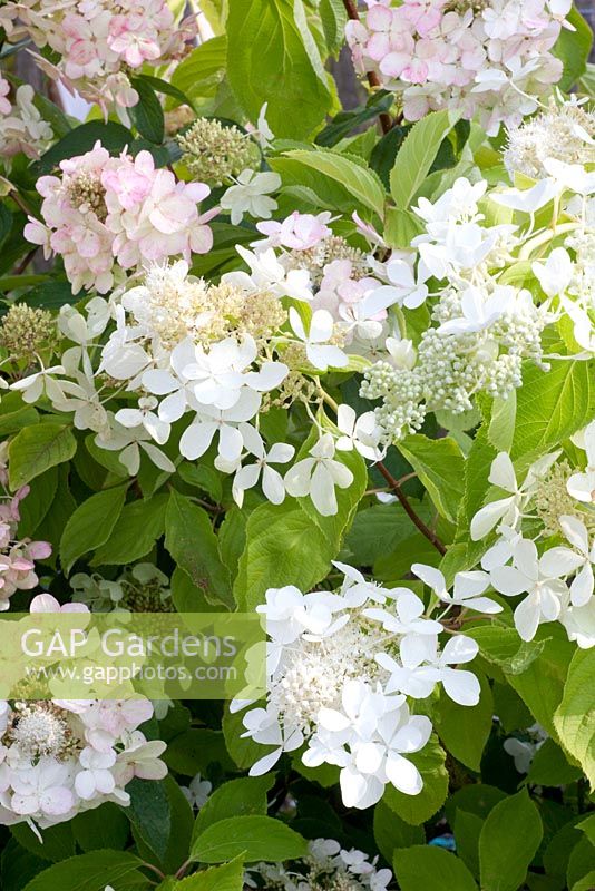 Hydrangea paniculata 'Barbara'