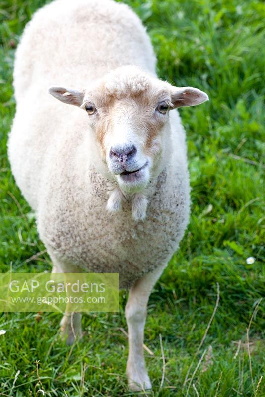 Ouessant sheep - dwarf breed

