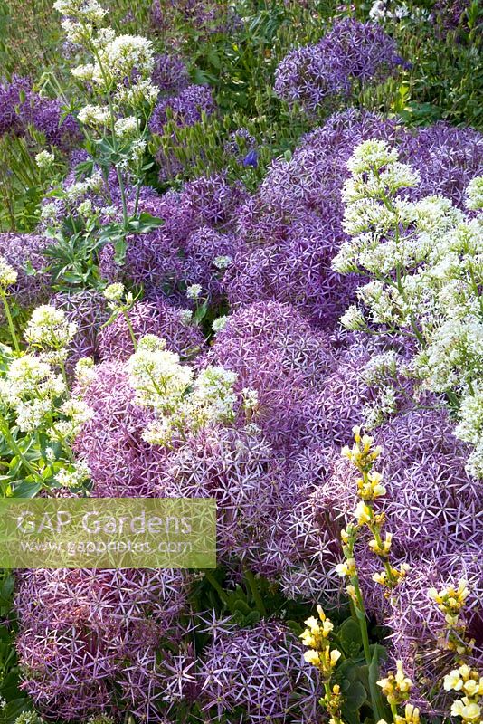 Purple and white themed border with Centranthus ruber 'Albus' and Allium christophii