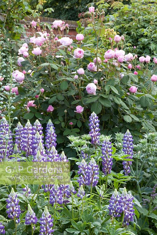 Informal border planted with Lupinus 'The Governor' and Rosa 'Geoff Hamilton'