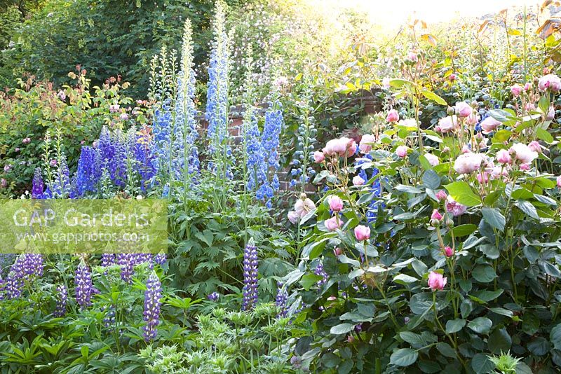 Border with Lupinus 'The Governor', Delphinium and Rosa 'Geoff Hamilton'