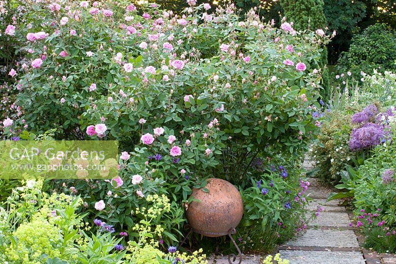 Path though rose garden with planting of Alchemilla mollis, Geranium pratense 'Album' and Rosa 'Mayflower'